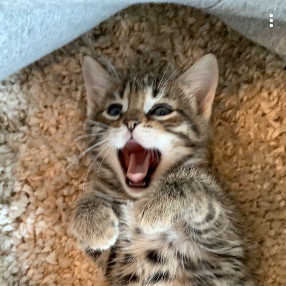 Meet your Posher, Sole